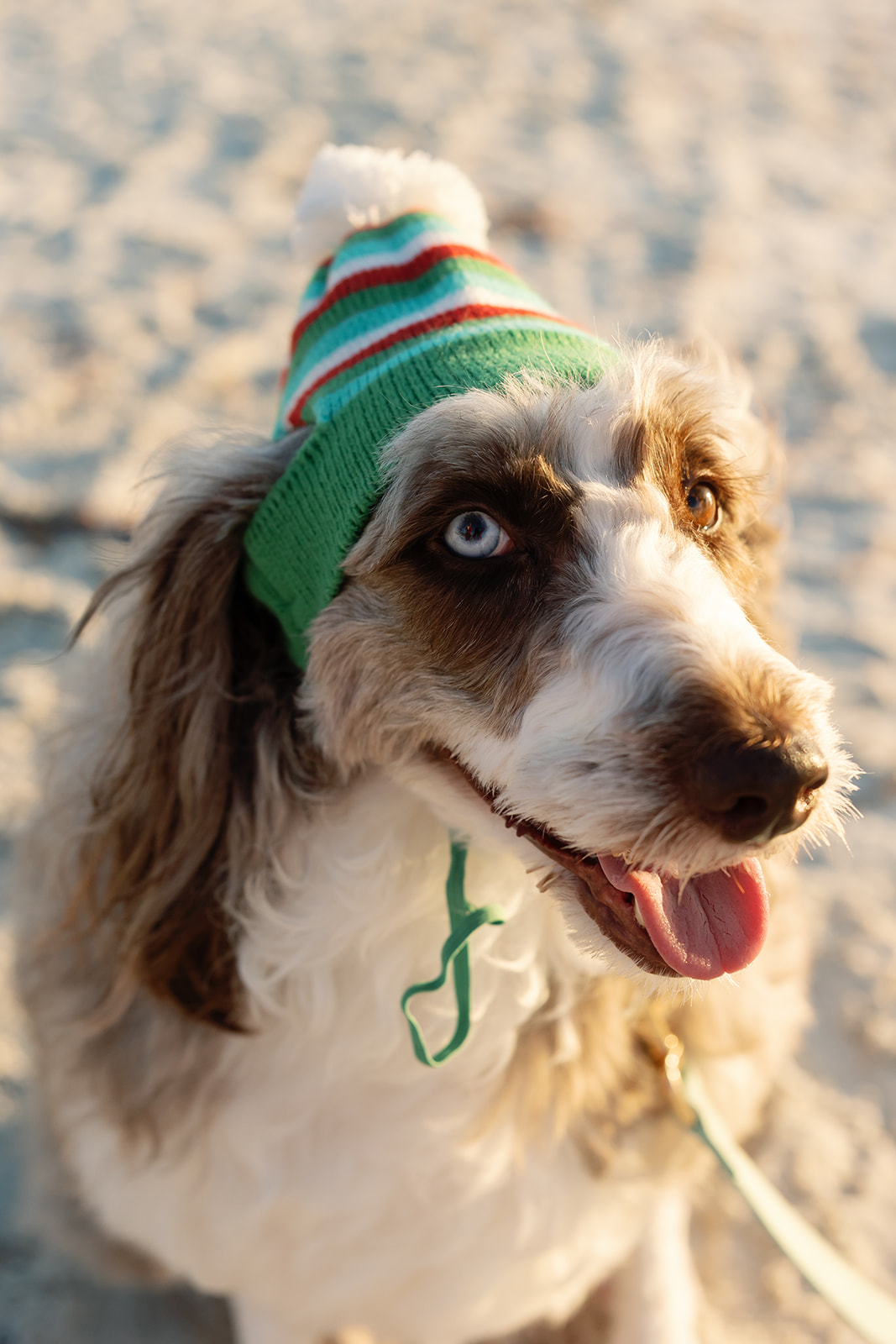 Moxie, the office dog, on a Southwest Florida beach at golden hour